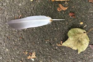 make america indian again